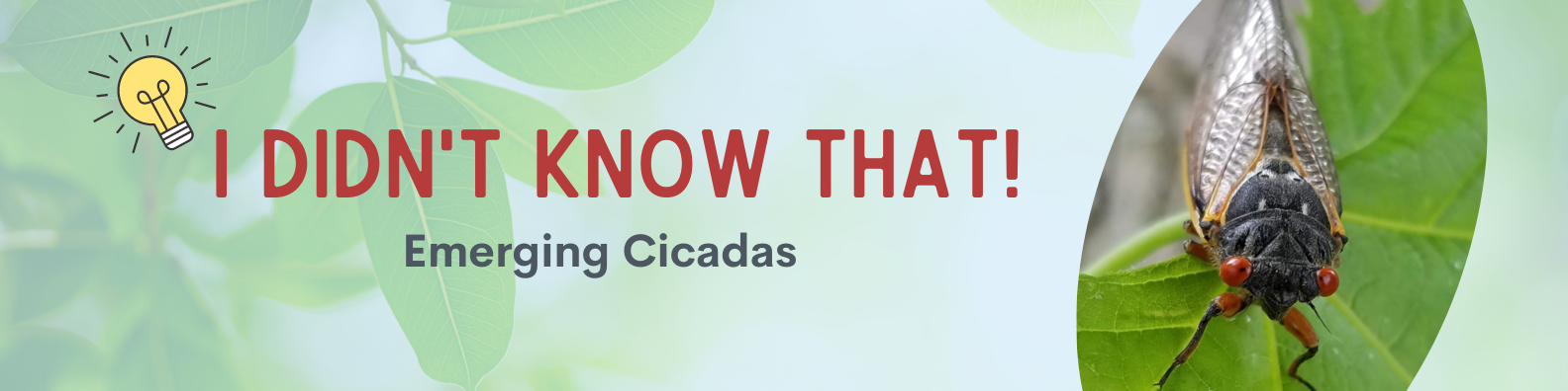 Article banner for I Didn't Know That: Emerging Cicadas with image of a cicada