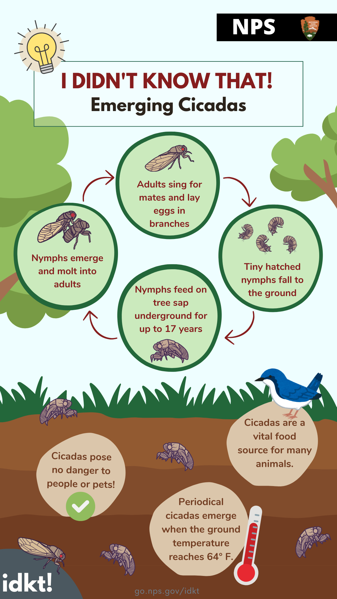 an infographic for I Didn't Know That: Emerging Cicadas featuring the cicada life-cyle and facts