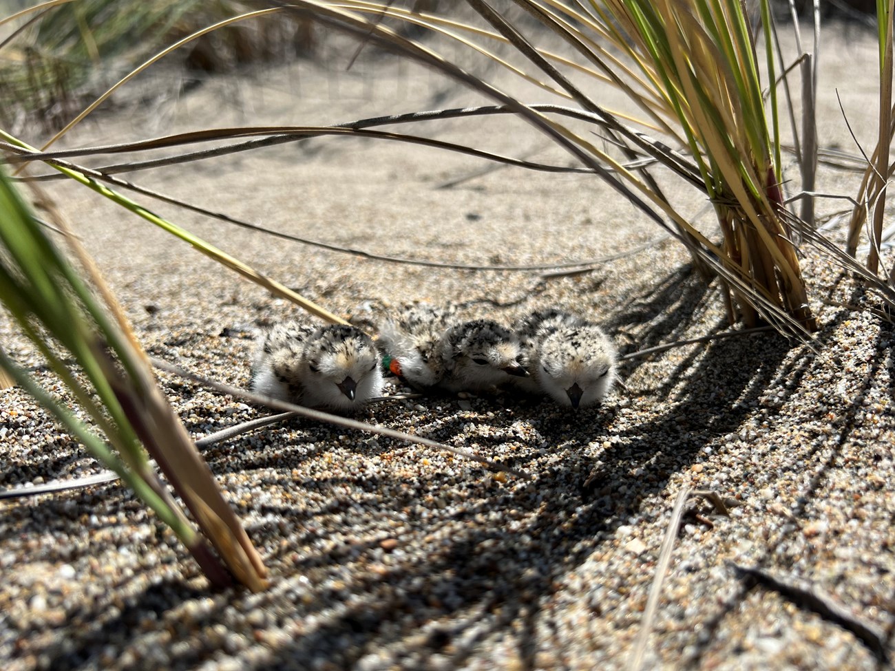 Newly banded western snowy plover chicks Three sandy-colored, newly banded plover chicks huddle in the sand in the shadow of a bunch of grass.
