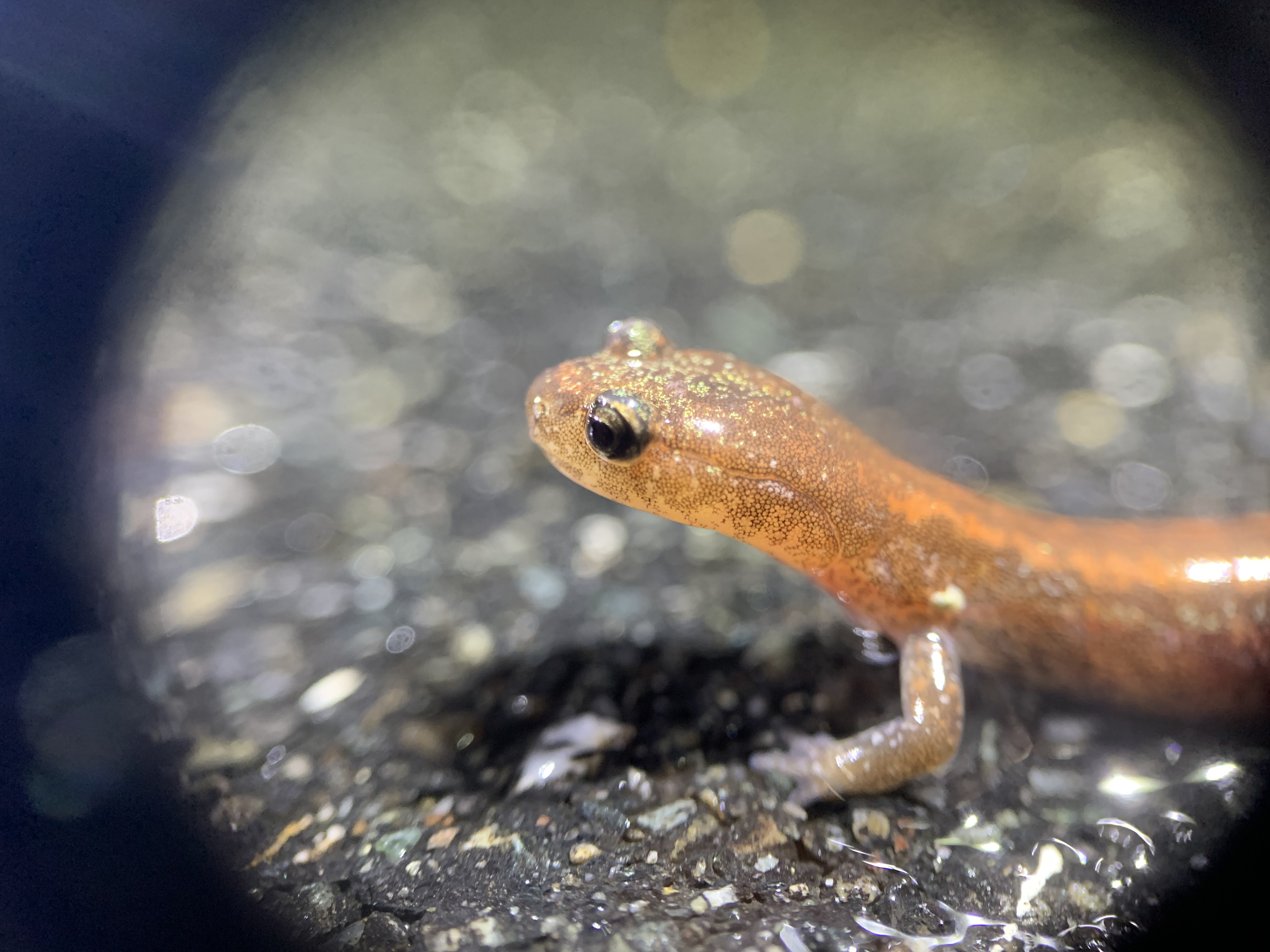 Research Brief: Informing Management of Amphibian Road Crossings in