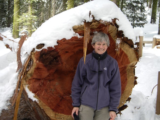 Woman stands against cross-section of large, fallen giant sequoia branch that is nearly as wide as she is tall.