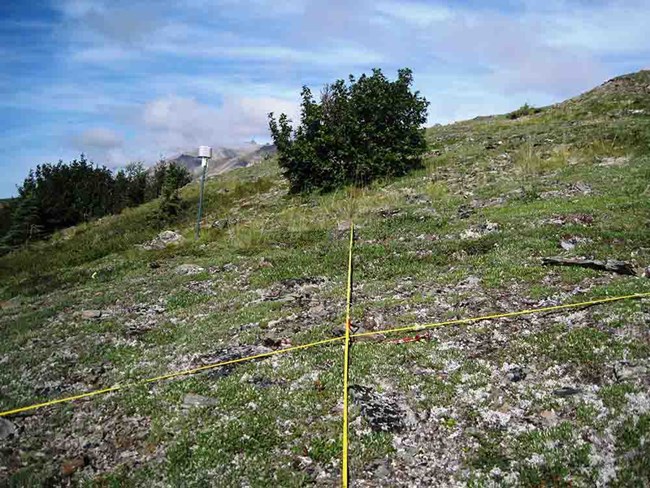 A vegetation data logger in a boreal setting.