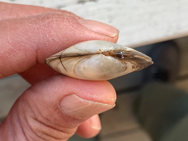 Fingers holding a small, intact clam shell.