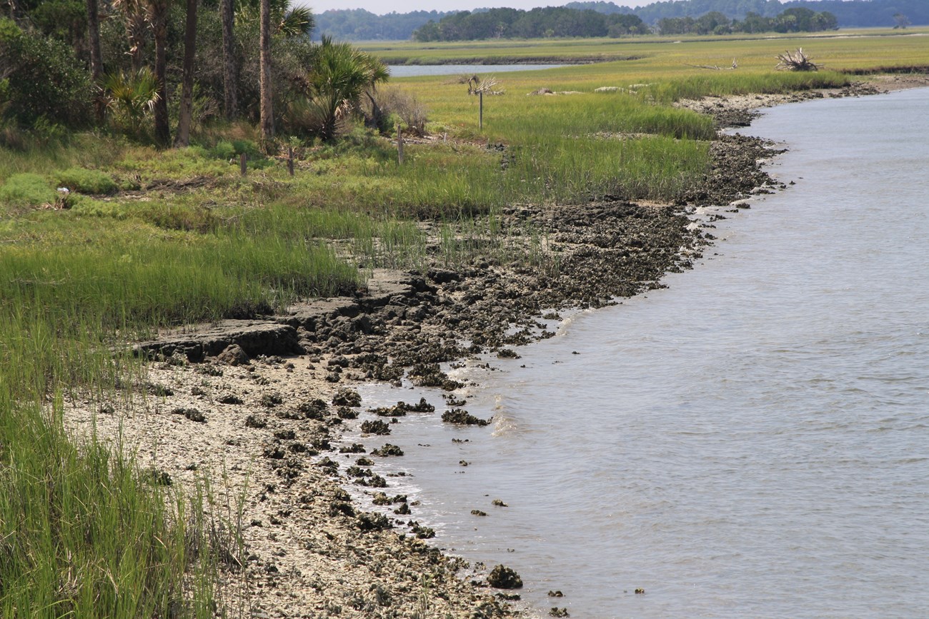 a marshy riverside with oyster beds