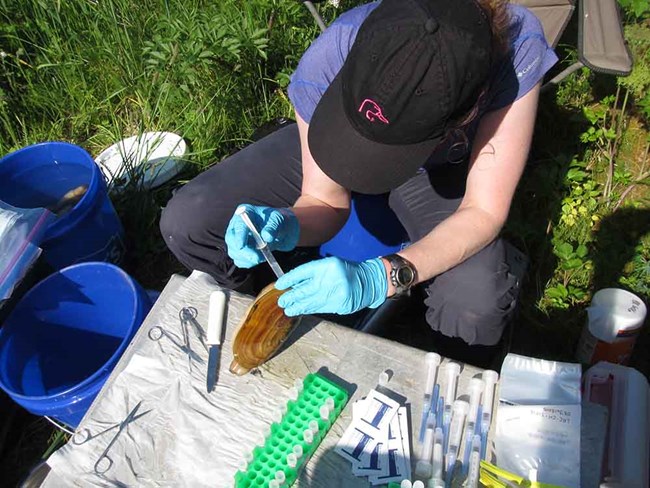 A researcher extracts samples from clams for gene transcription.