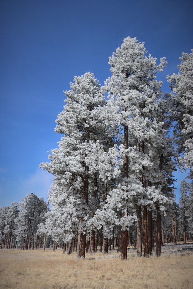 Frosty pine trees against a blue sky