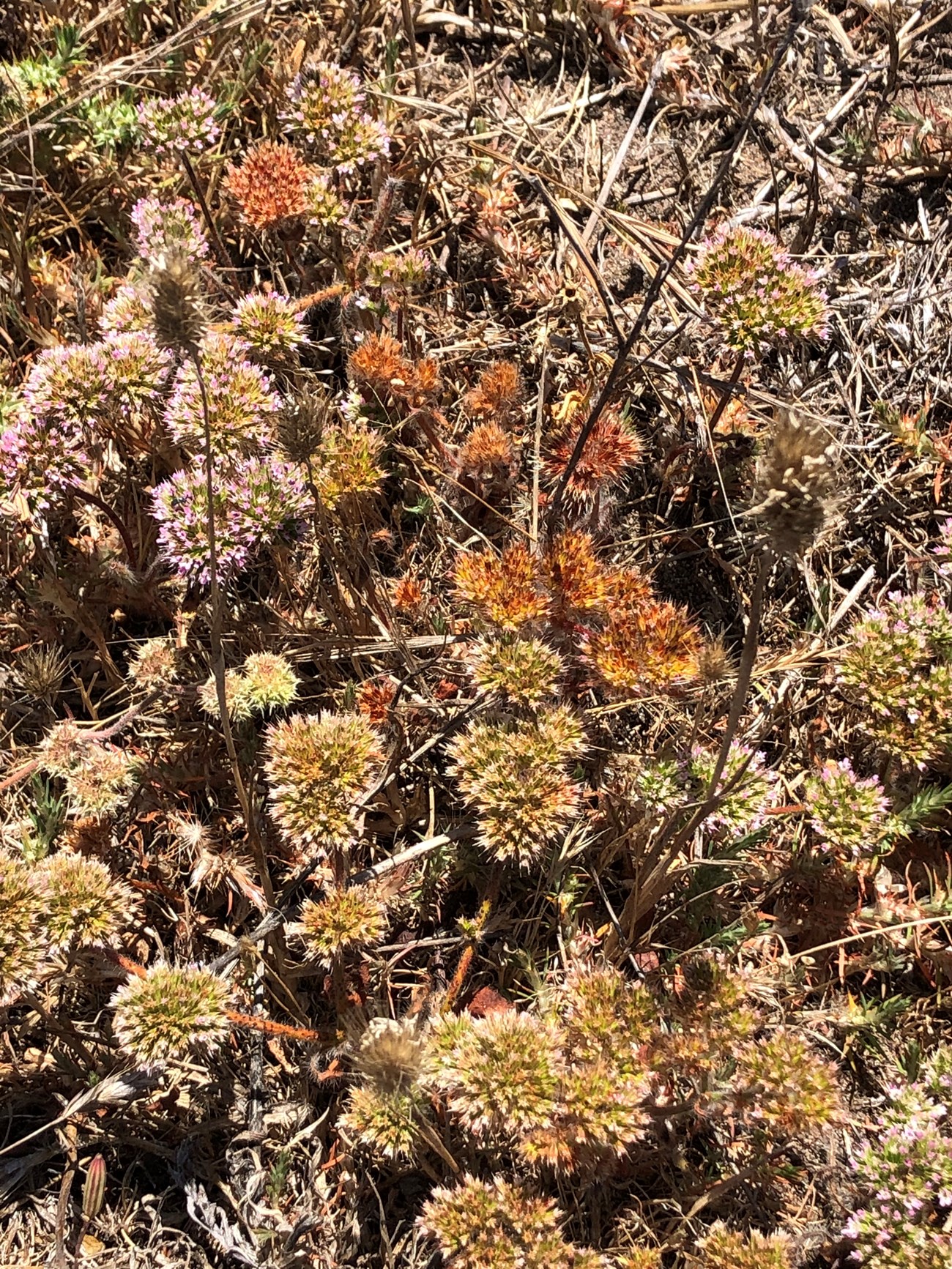 Dozens of Sonoma spineflower flower heads, some old and dry, and others covered in tiny pink flowers.