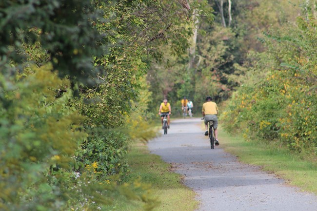 Several cyclists ride down paved trail with lush green trees on both sides.