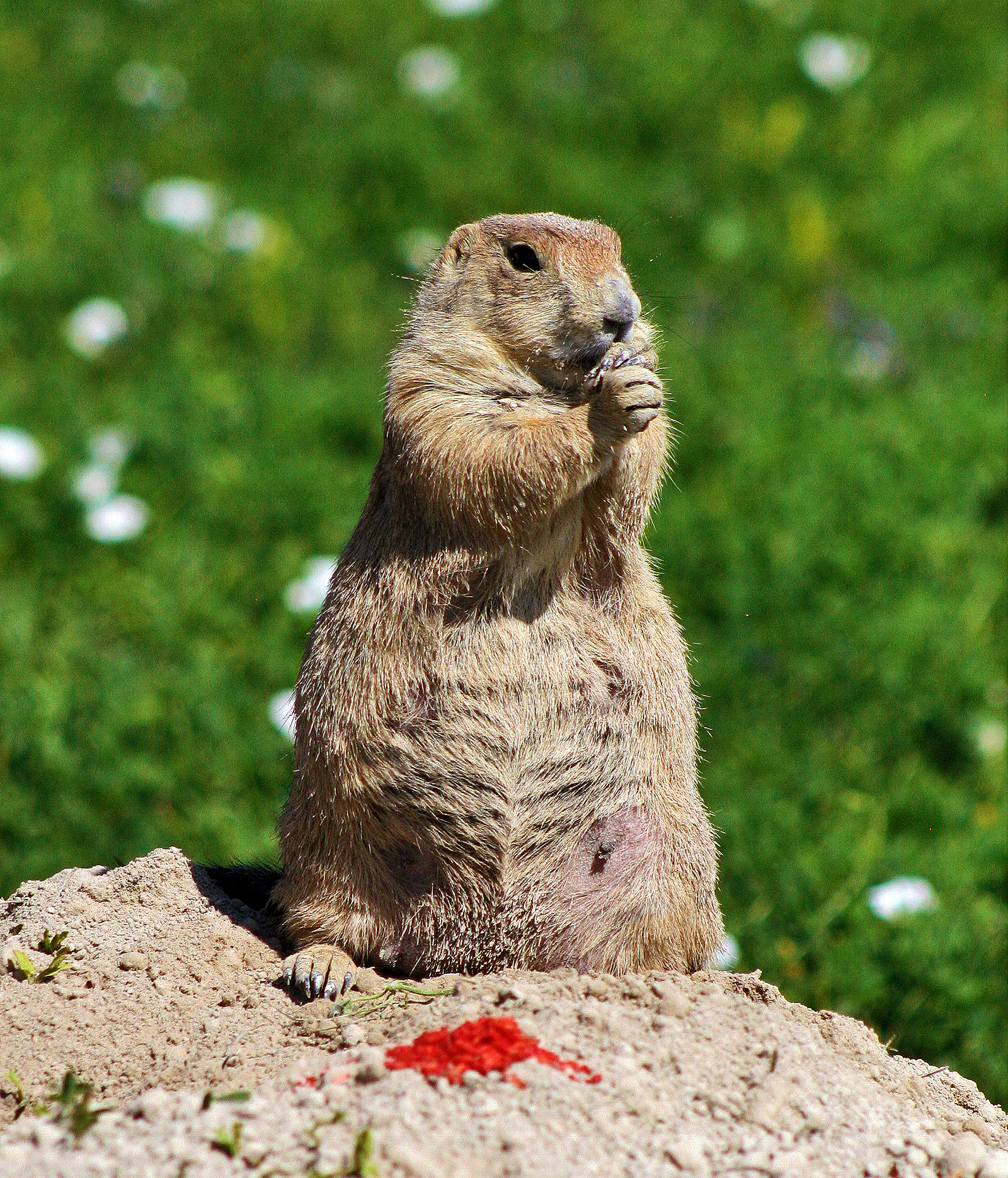 Pap Goes the Weasel - Dirt Dogs - Boston Red Sox Nation