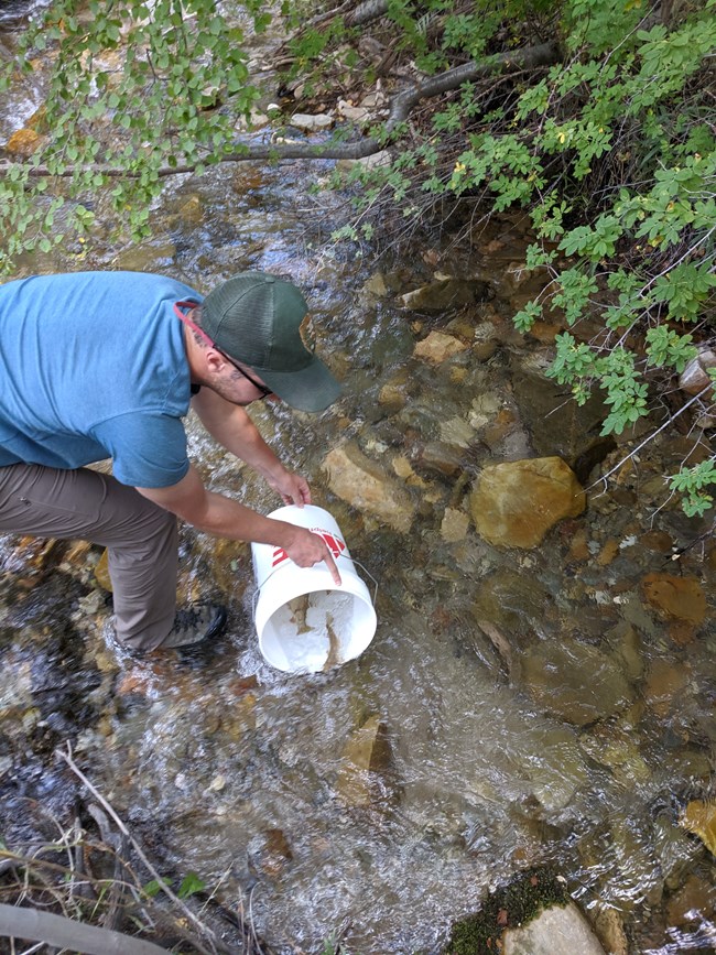 Staff member with a five gallon bucket releasing Bonneville Cutthroat Trout into a stream
