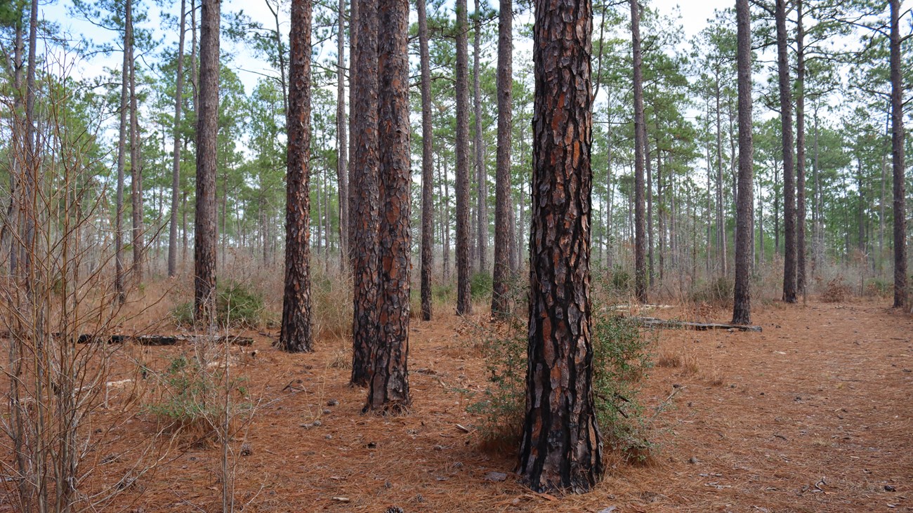 forest of longleaf pines with red-brown bark in an open sunny forest with pine needles on the ground.