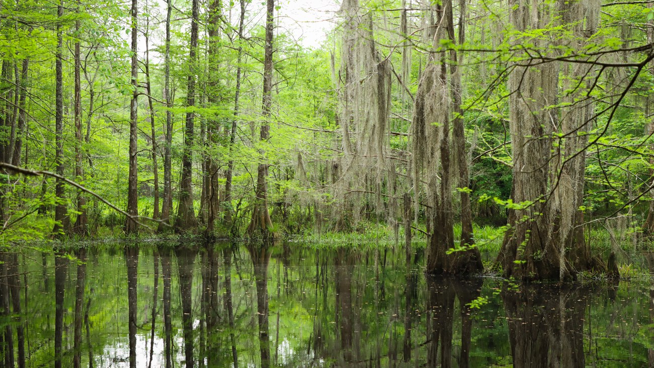 bald cypress trees with Spanish moss growing on the edge of a still reflective pond.