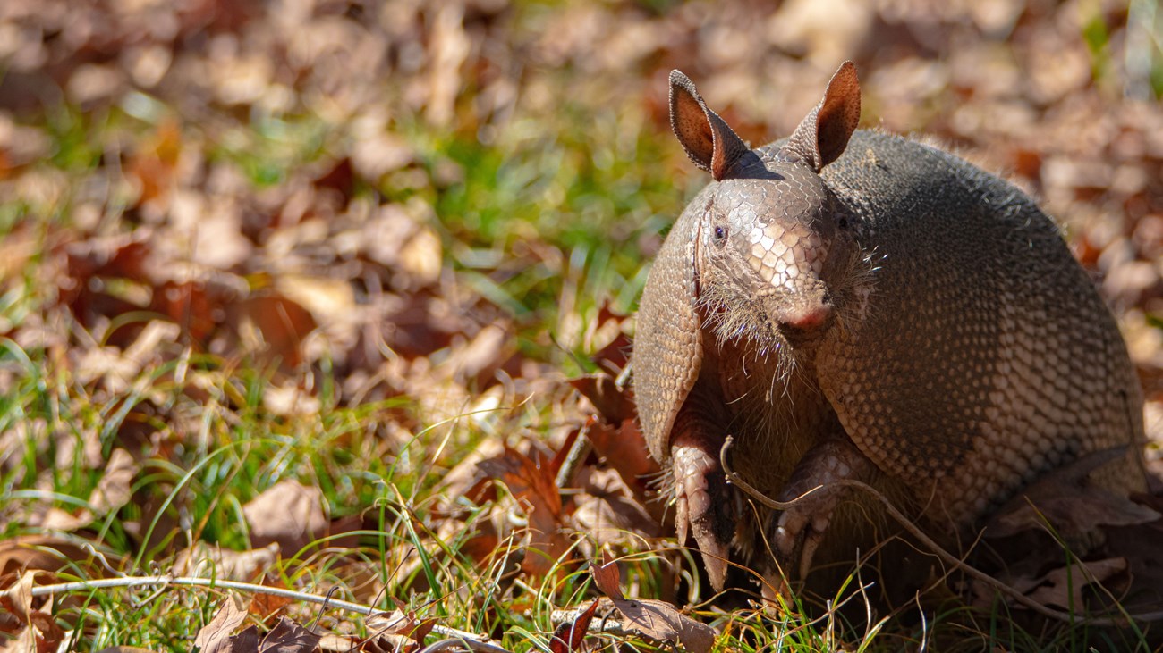close-up of an armadillo looking up at the camera from its digging in leaves
