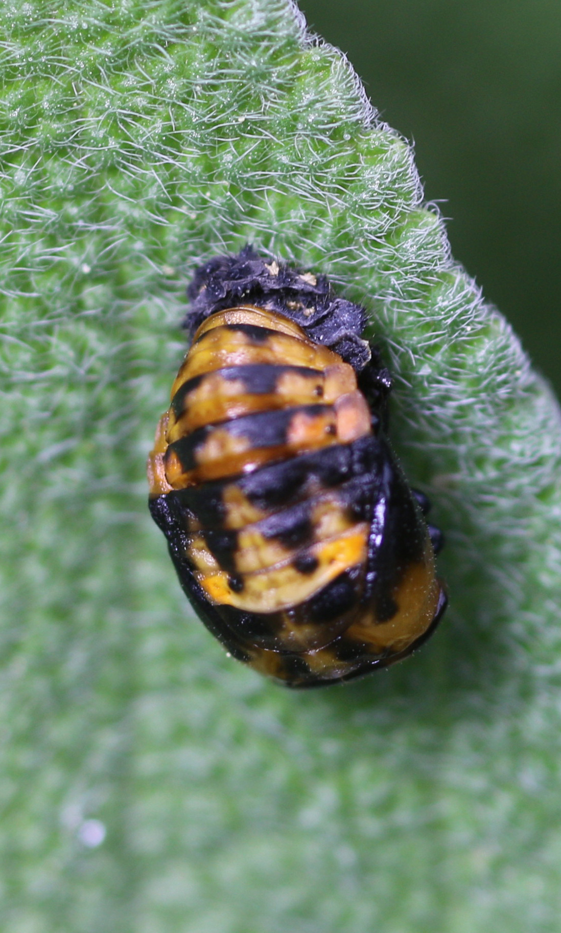 orange ladybug with black spots