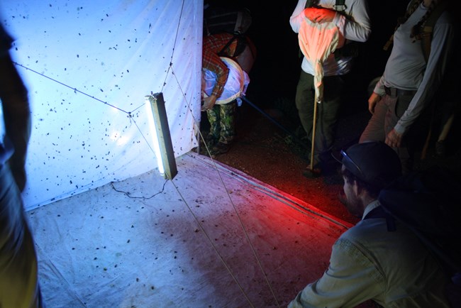 People inspect a sheet hung up at night with lights to attract bugs.