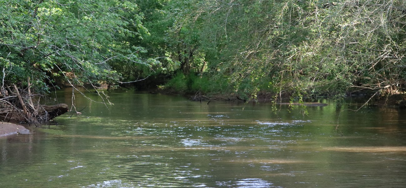 stream with heavy vegetation on each bank