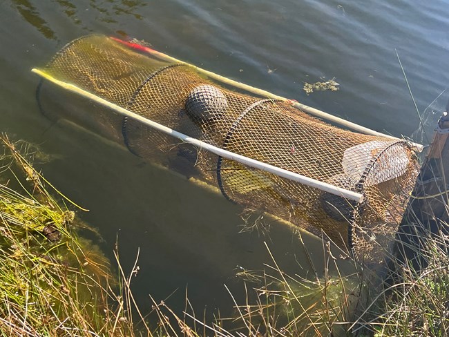 Partially submerged cylindrical net mounted to a post at the waters edge.