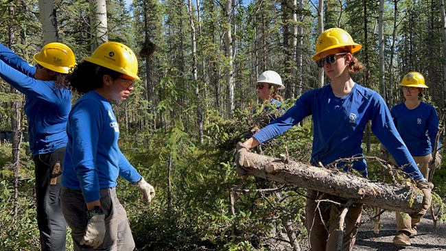 Members of the 2022 NPS-hosted CORE crew in Alaska Five women in hard hats carry downed logs and brush in a forested area