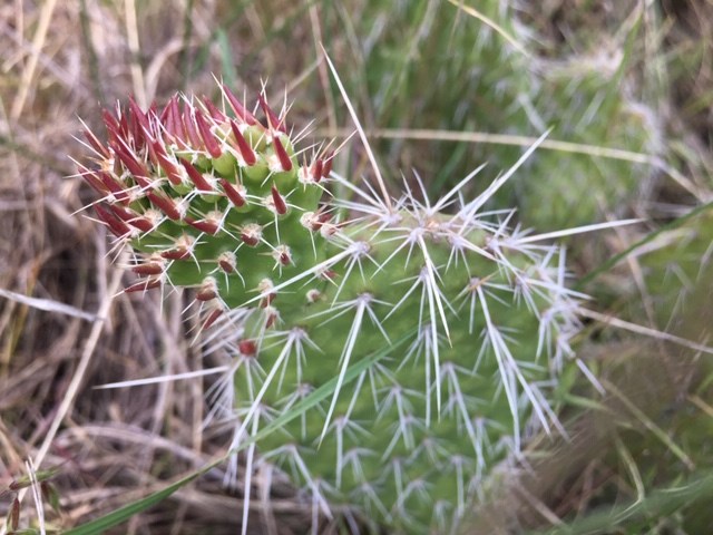 Sharp spines cover the pads of a prickly pear cactus.