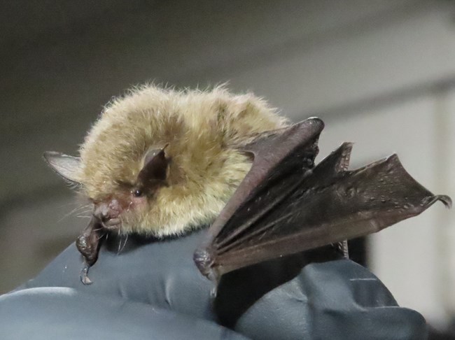 Brown, fuzzy bat perched on gloved hand.