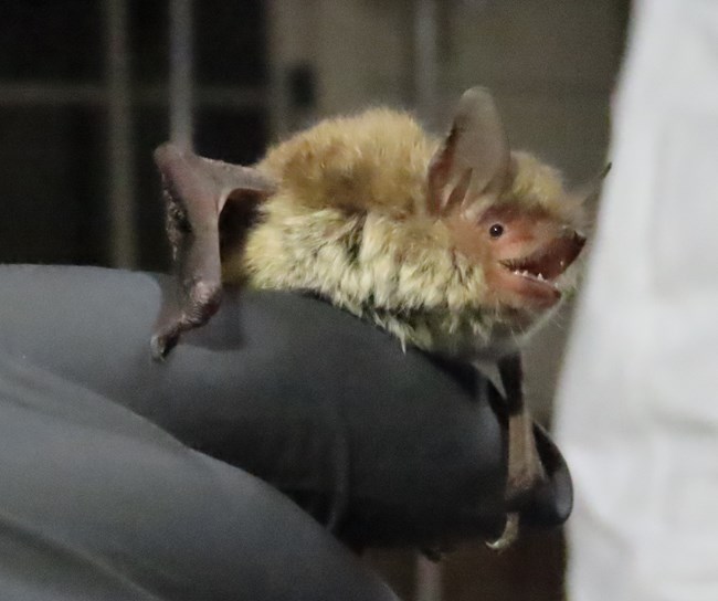 Small tan bat grips the finger of a gloved hand with its wing thumb.
