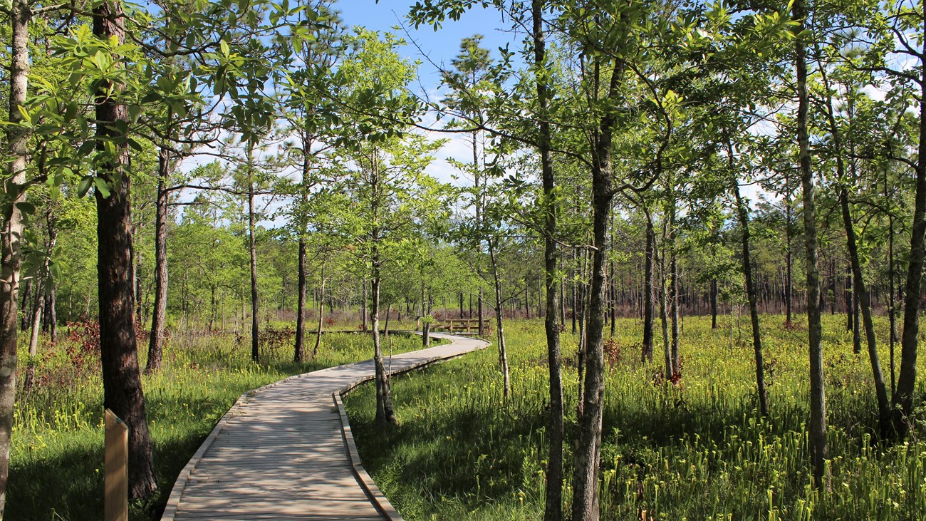 a wooden boardwalk meanders through an open forest with many green carnivorous pitcher plants