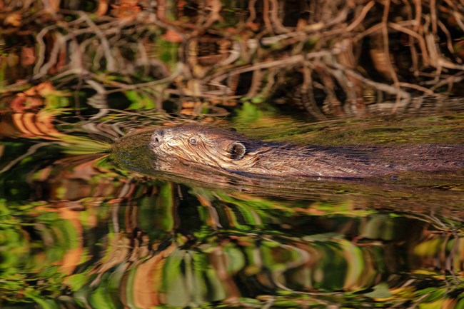 Beaver swims in an inland lake. Reflected shoreline scenery can be seen on this Isle Royale lake.