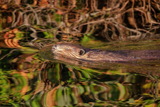 Isle Royale Beaver Swims Beaver swims in an inland lake. Reflected shoreline scenery can be seen on this Isle Royale lake.