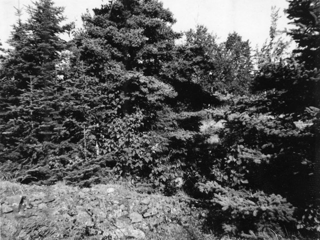 Ransom rock pile surrounded by brush