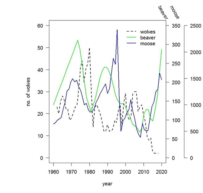 ISRO_Wolves-Moose-Beaver_NPS-SUNY-MTU-Report_2020 Graph comparing populations of wolves, moose, and beavers over time at Isle Royale National Park.