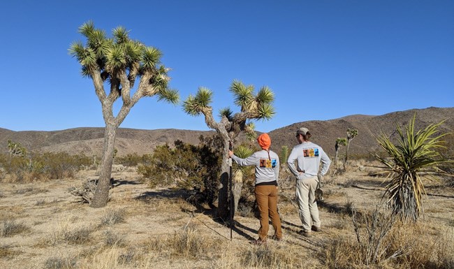 Two scientists stand in front of Joshua Trees evaluating their condition.