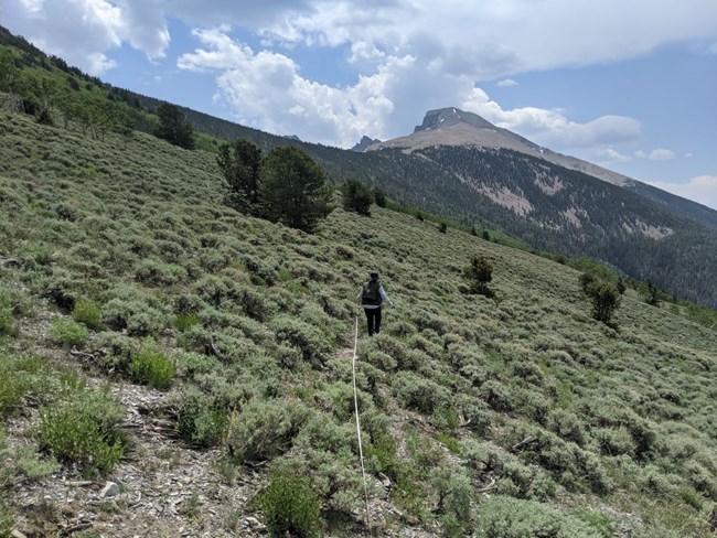 A person walks through sagebrush, stretching out a meter tape to make a monitoring plot.