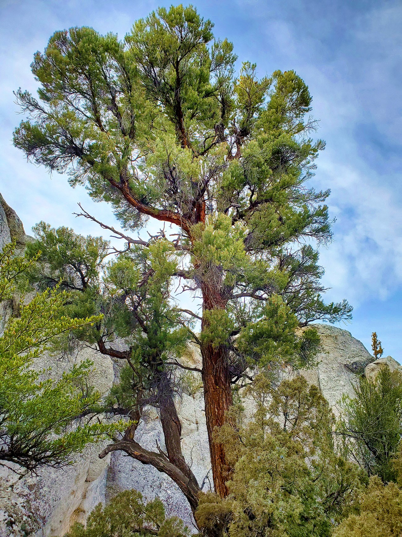 Idaho state champion pinyon pine tree A tall tree stands in front of granitic rocks