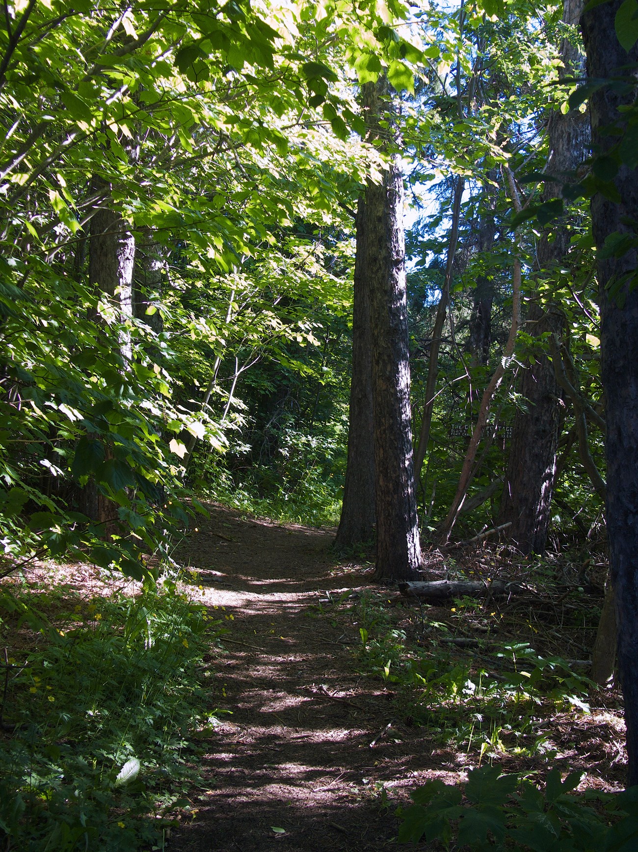 Trail through trees
