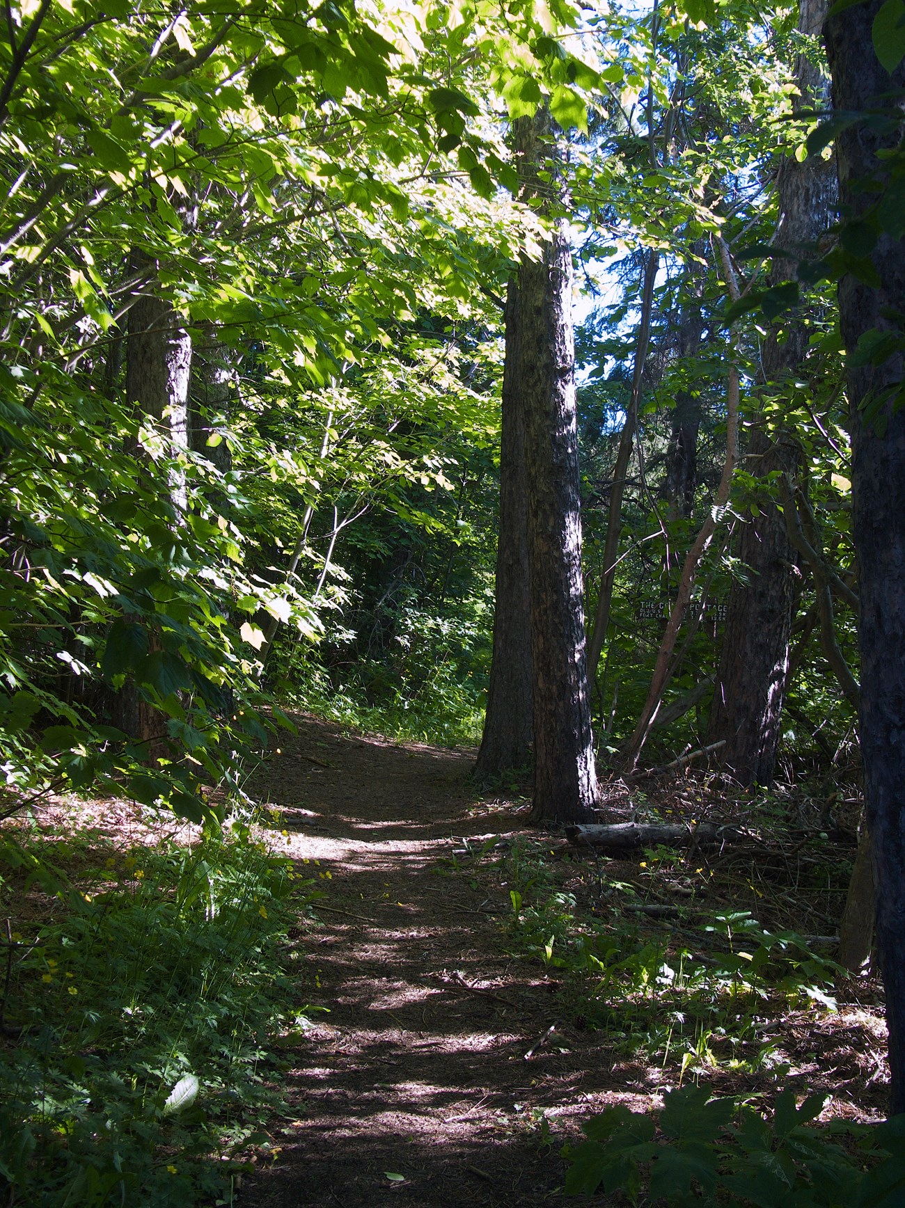 Trail through trees Trail through trees