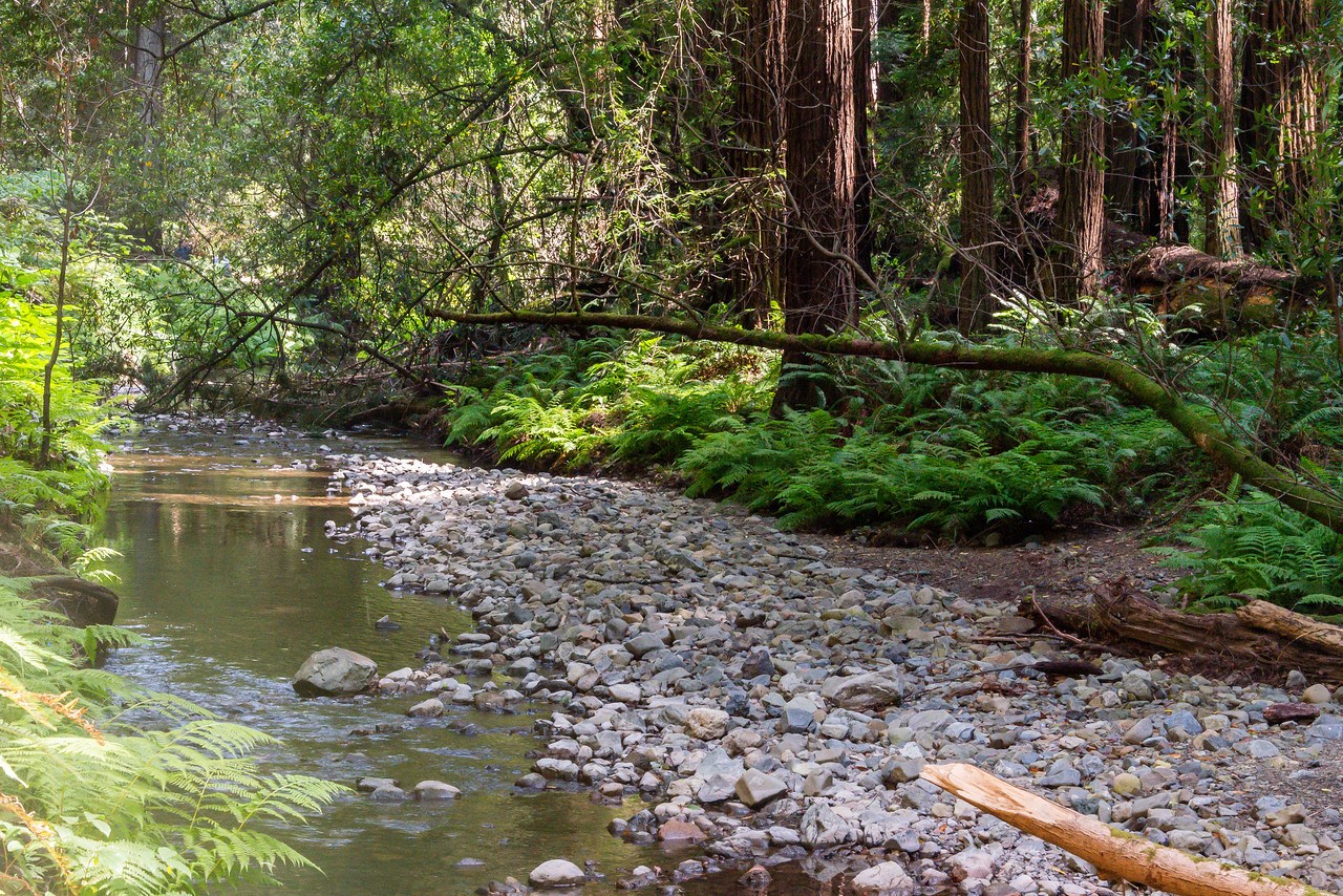 Redwood Creek at Muir Woods Redwood Creek near Main Trail at Muir Woods