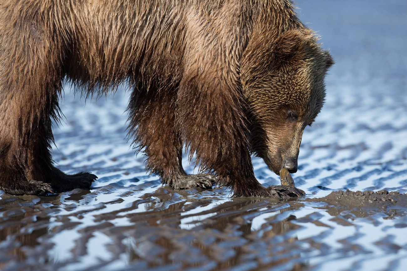 A brown bear digs for razor clams on the Lake Clark Coastline.