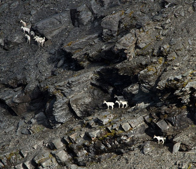 Two groups of Dall's sheep ewes and lambs in rocky terrain.