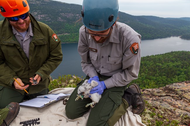 Two park rangers wearing helmets sit on a cliff. One holds a pencil and paper and the other holds a white bird chick.