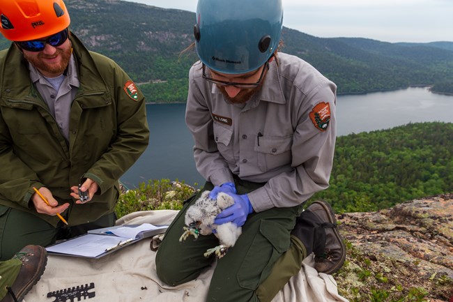lt= Two park rangers wearing helmets sit on a cliff. One holds a pencil and paper and the other holds a white bird chick.