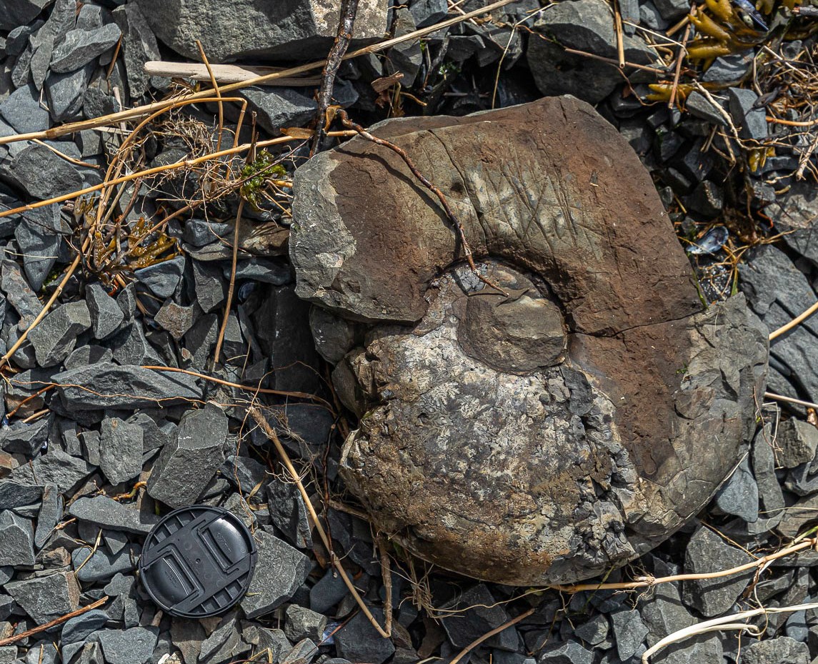 Photo of a coiled shell fossil.