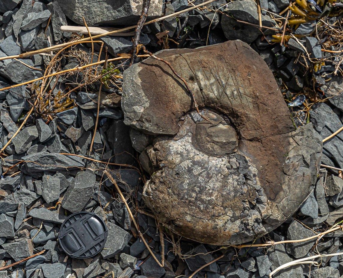 KATM_Ammonite__NPS_MHarrington Photo of a coiled shell fossil.