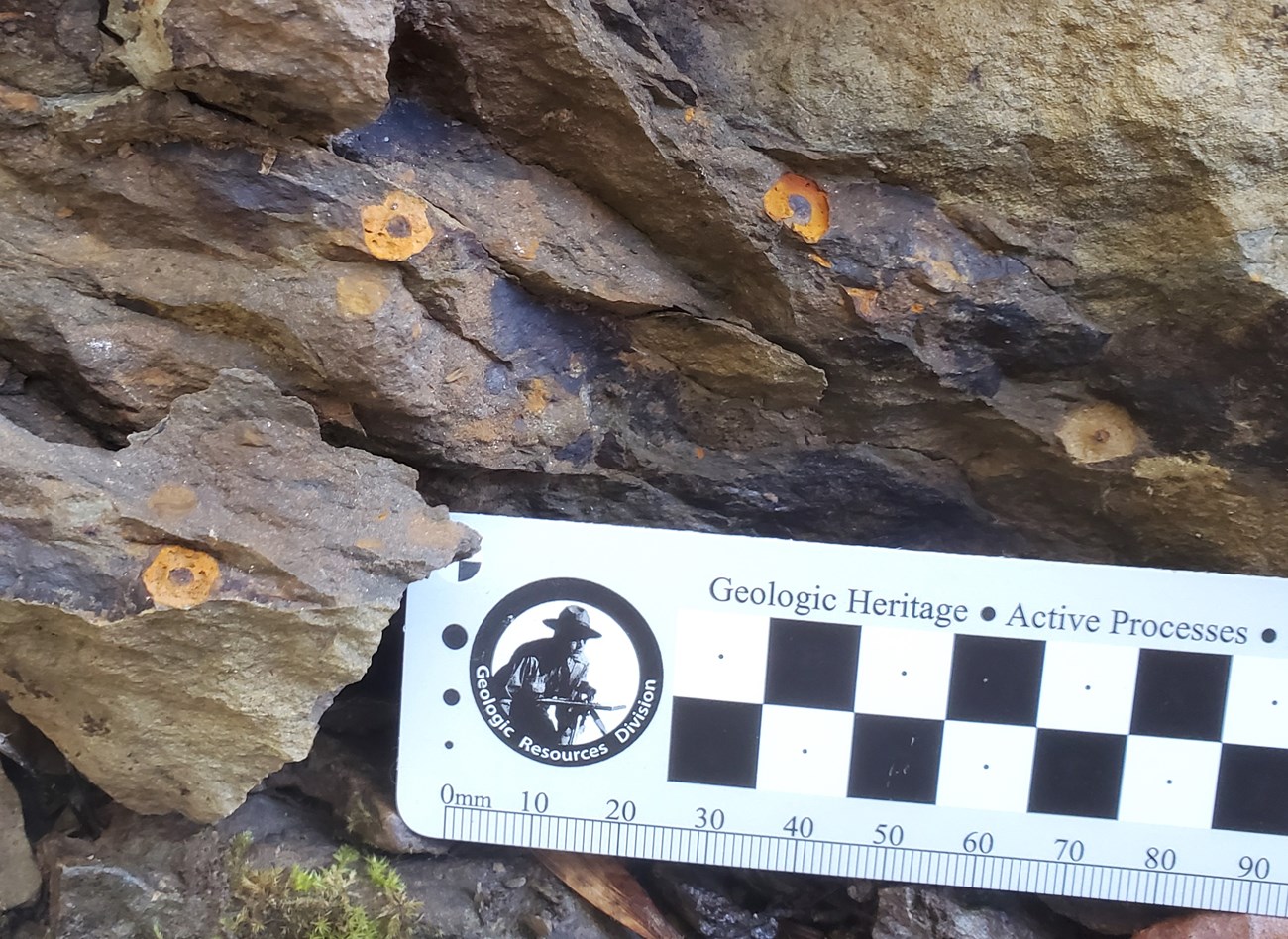 KAWW_crinoid_molds Photo of rocks with several small round fossils.