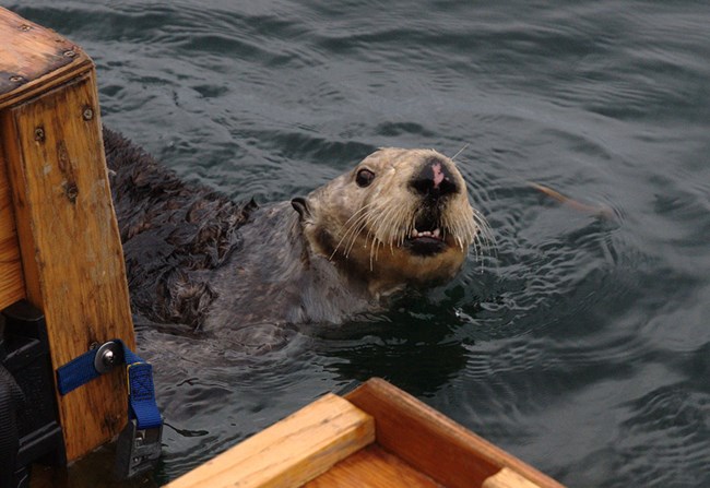 A sea otter near a dock in Katchemak Bay.