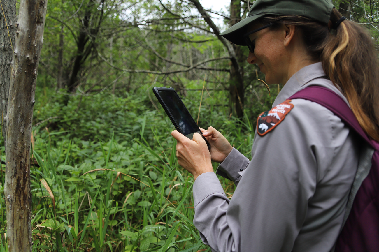 Kara logs plant data in ArcGIS. A ranger stands in a lush green forest. She is typing on a tablet she is holding. She is wearing a purple backpack, a green baseball cap, and a gray long-sleeved shirt with the NPS logo on the left shoulder.
