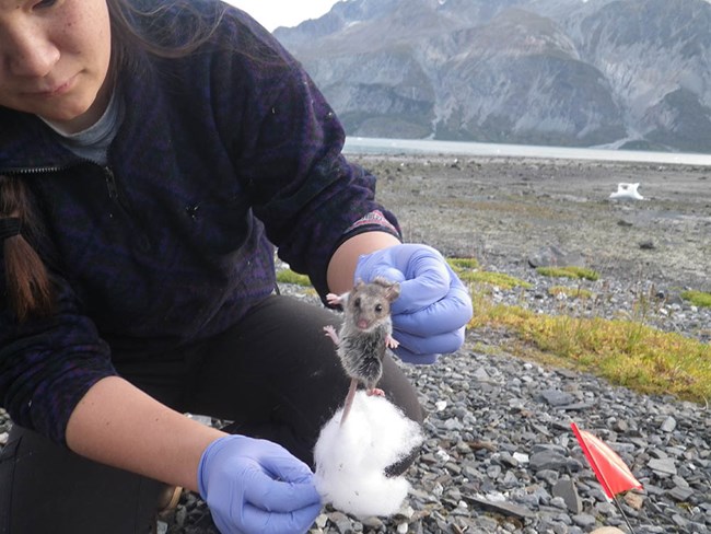 A researcher holds up a small mouse.