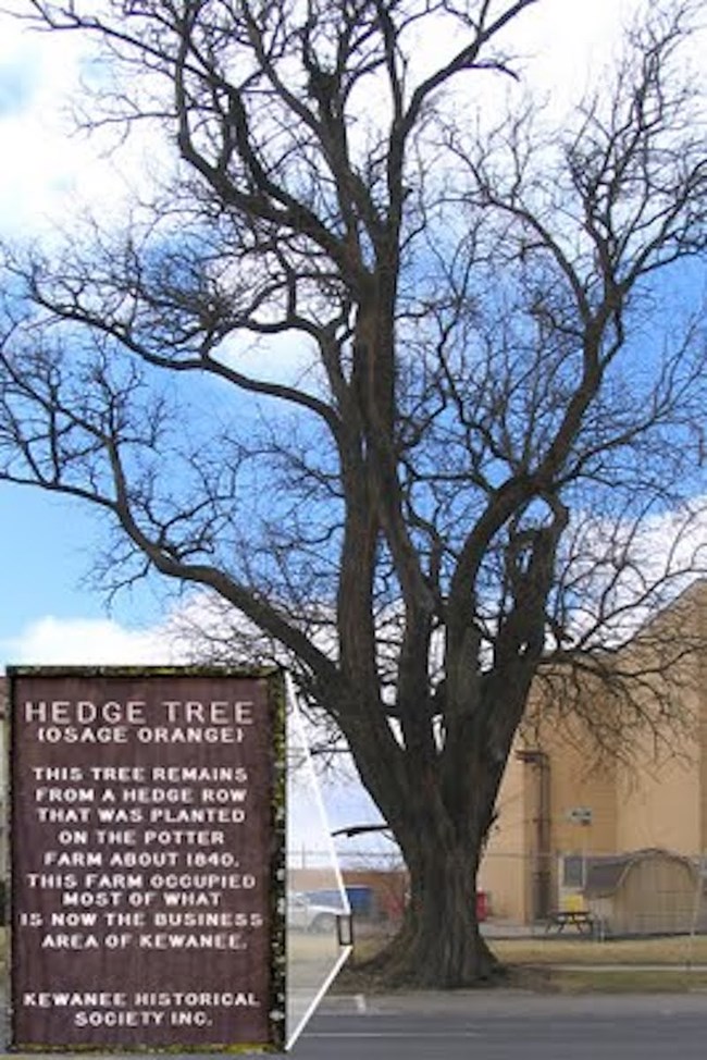 Hedge Tree (Osage Orange) This tree remains from a hedge row that was planted on the Potter Farm about 1840. This farm occupied most of what is now the business area of Kewanee. Kewanee Historical Society, Inc.