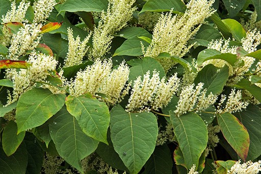 Knotweed _Tom Potterfield_CC BY-NC-SA 2.0 smaller spikes of tiny white flowers cluster along upright stems with large green leaves in a dense patch of Japanese knotweed