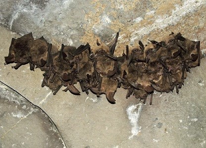 Bats Are in Danger. Here's How and Why We're Helping Them. (U.S. National  Park Service)