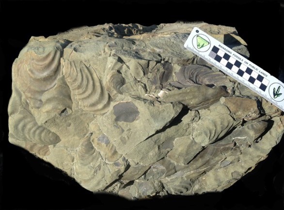 LACL Picture13 Photo of a slab of rock with fossils.